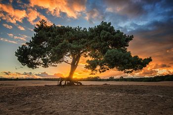 alter Baum goldene Stunde