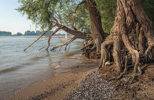 Wilgenbomen langs de oever van de rivier