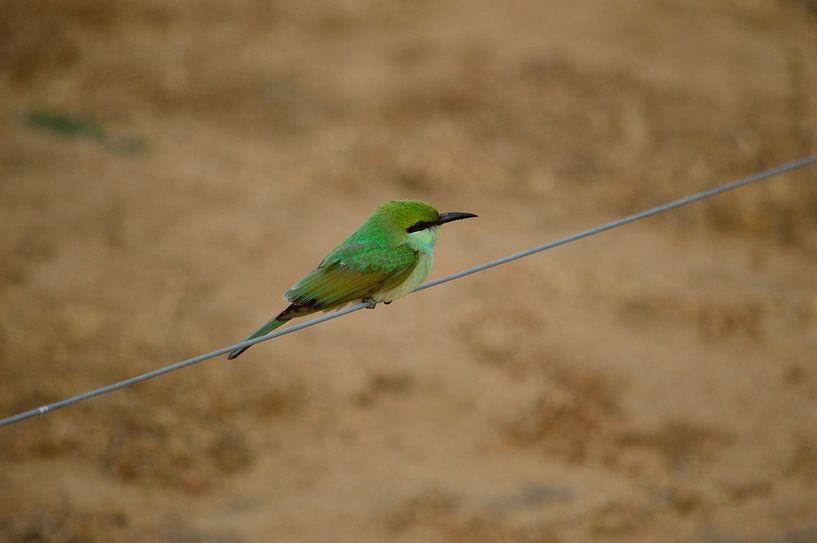 Bijeneter Sri Lanka par Roos Vermeulen
