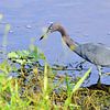 A little blue heron looking for food by Frank's Awesome Travels