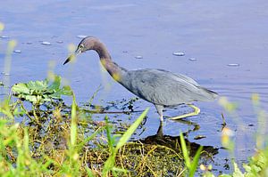 Ein kleiner Blaureiher auf Nahrungssuche