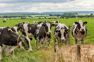 Neugierige Kühe in Süd-Limburg von John Kreukniet