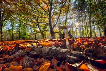 Paddenstoelenbos in de herfst van Voss fotografie