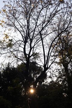 Zonsondergang tussen de bomen in Athene van Jochem Oomen