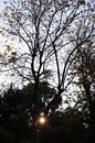 Zonsondergang tussen de bomen in Athene van Jochem Oomen thumbnail