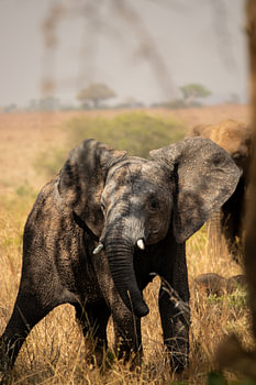 Ogen van ervaring – De stille blik van een olifant