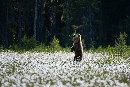 Junger Braunbär (Ursus arctos)
