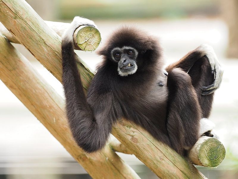 Withandgibbon : Ouwehands Dierenpark van Loek Lobel