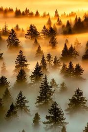 Mystical forest in the morning mist by Poster Art Shop