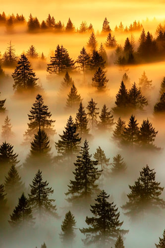 Mystical forest in the morning mist by Poster Art Shop