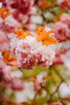 Pink blossom with colorful background.