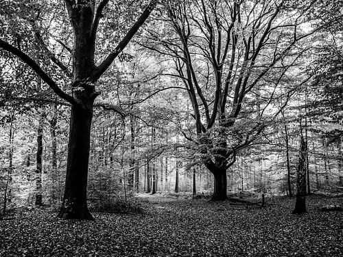 Large trees in forest