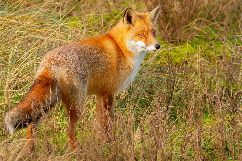 Curious fox by Arnold van der Horst