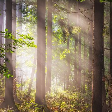 Zonnestralen in het bos van Tobias Luxberg