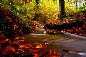 Bachlauf im Herbst Wald