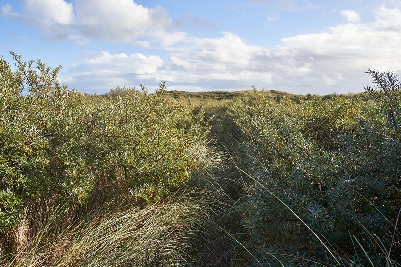 Walking through the dunes by Lisanne Storm