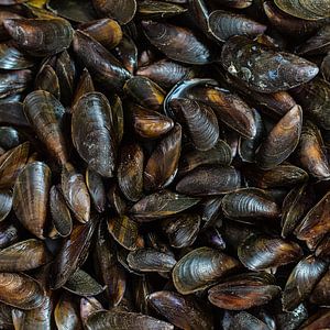 Moules sur Klaartje Majoor