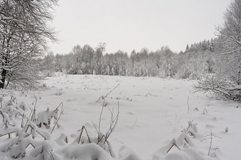 Woodland buried under a thick layer of snow – Hoge Venen, Belgium