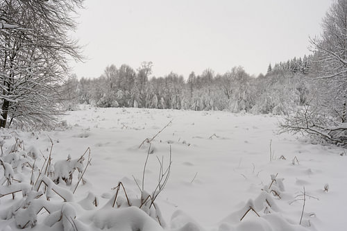 Bos bedolven onder een dik pak sneeuw - Hoge venen, België van Britta Lahaye