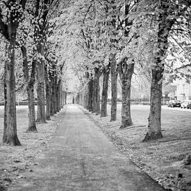 Voormalige oprijlaan naar het Gravenshof in Amby (Maastricht) van Streets of Maastricht