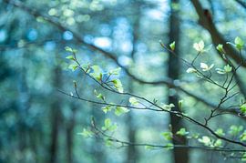 mysterious leaves by Arienne Mol