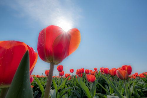 Tulpenveld met zon