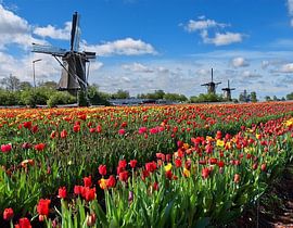 An area with tulips in bloom in spring by Claude Laprise