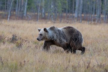 Brown Bear by Merijn Loch