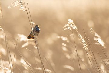 Bluethroat in backlight by Daniëlle de Ridder