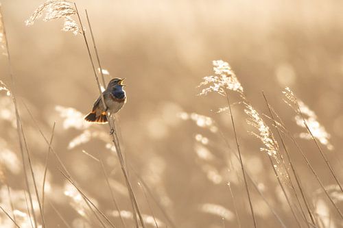 Gorgebleue à miroir