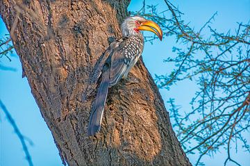 White-backed vulture hangs in the bark of a tree