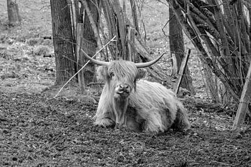 De Schotse Highland koe toont zijn lange tong. van Harald Schottner