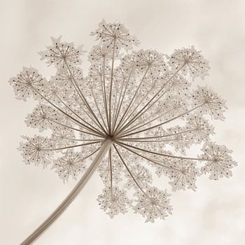 Garland of giant hogweed in sepia 2