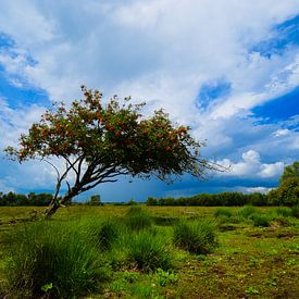 Scheve boom in het natuurgebied Bargerveen. van Lisanne Bosch