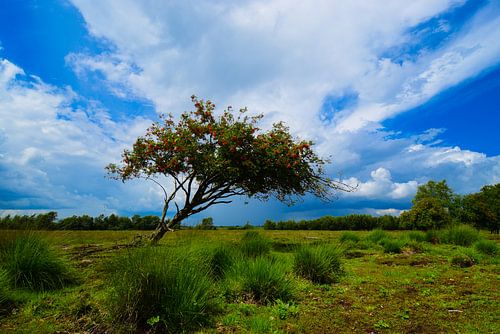 Scheve boom in het natuurgebied Bargerveen.