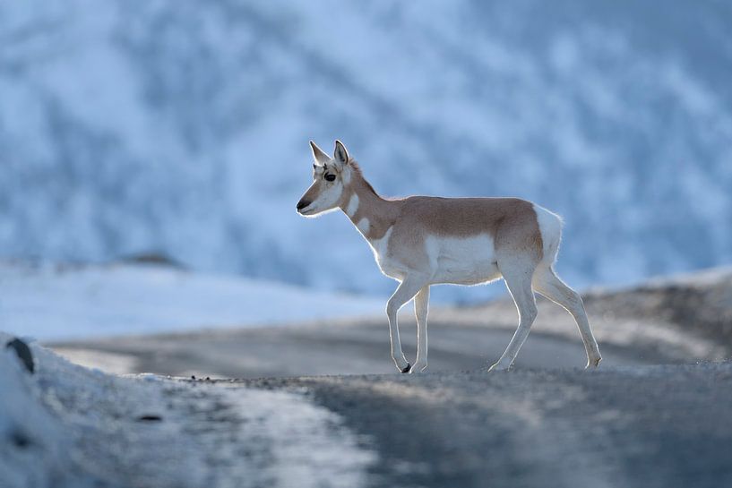 Gabelantilope, Gabelbock, Pronghorn ( Antilocapra americana ), Yellowstone, USA. von wunderbare Erde