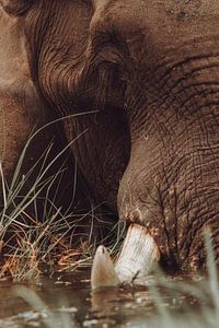 Eléphant se nourrissant d'herbe dans l'eau du delta de l'Okavango