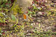 Rotkehlchen auf Futtersuche im Herbst Garten von Martin Steiner Miniaturansicht