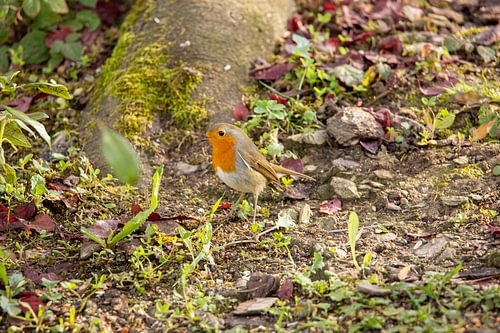 Roodborstjes foerageren in de herfsttuin