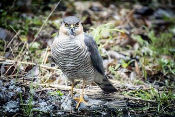Sparrowhawk with catch by Jan van der Knaap