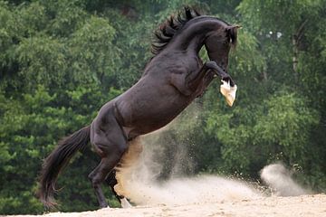 The Black Stallion van Nikki de Kerf