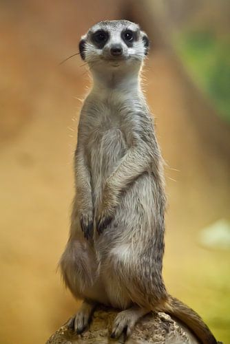 Attentive cute meerkat worth column. Watchful meerkat on a yellow-orange background. Symbol of care 