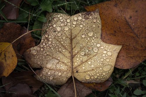 Herfst: blad met druppels