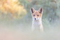 Un renardeau regarde un monticule avec surprise