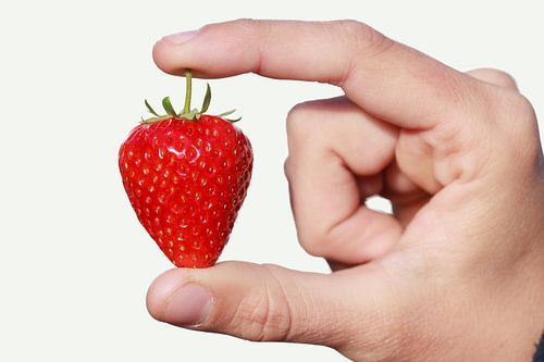 Een rode rijpe aarbei gepresenteerd tussen twee vingers