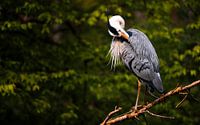 Blauwe Reiger - Den Haag van Freek van den Bergh thumbnail