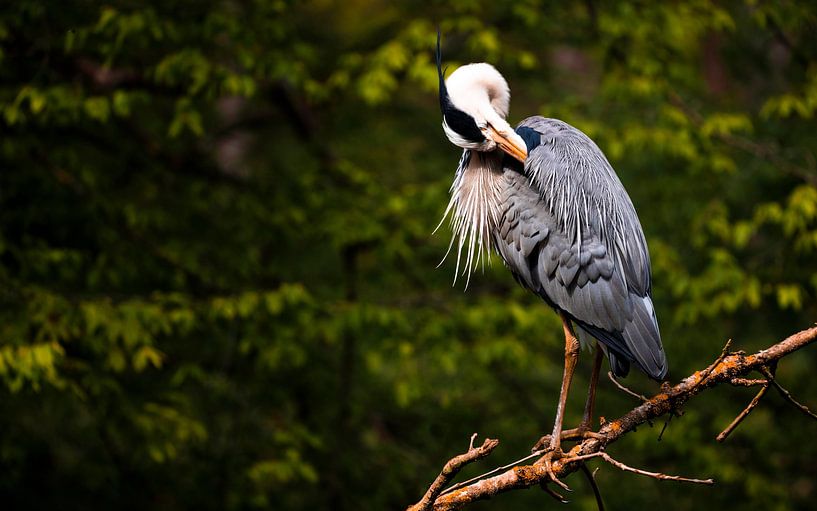 Blauwe Reiger - Den Haag van Freek van den Bergh