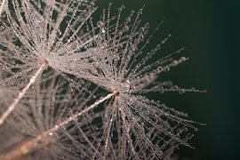 Dunkelgrün: Tröpfchen bis Löwenzahnflaum von Marjolijn van den Berg