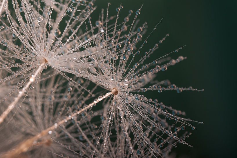 Dark green: Drops to dandelion fluff by Marjolijn van den Berg