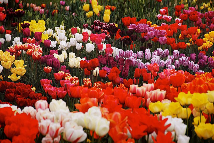 Tulips in the Netherlands, a colourful bunch by Ina Hölzel